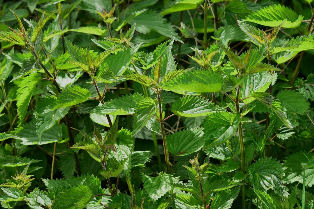 Stinging nettle helps male potency