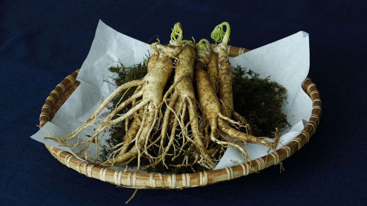 ginseng root for strength